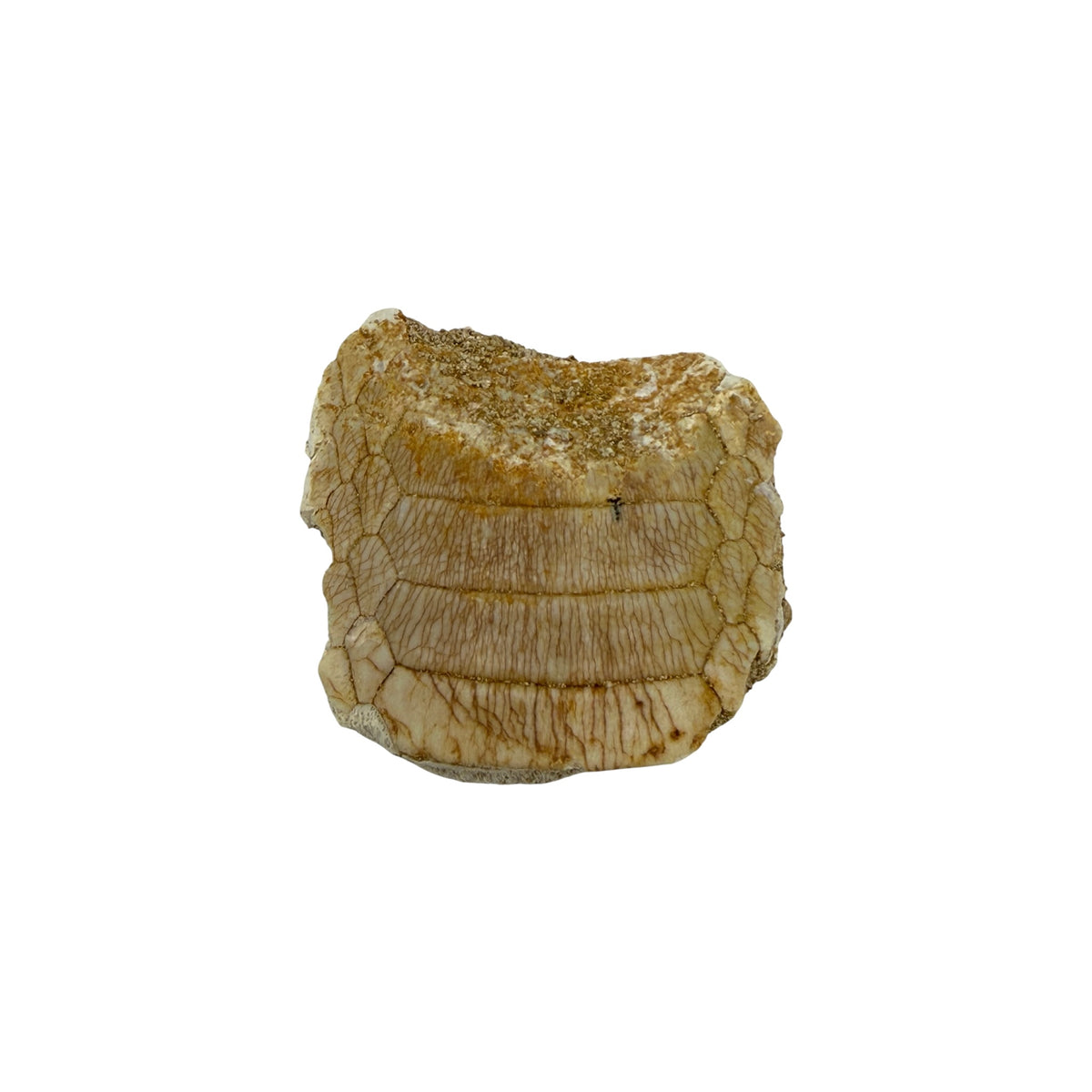 Fossil Eagle Ray Mouth Plate