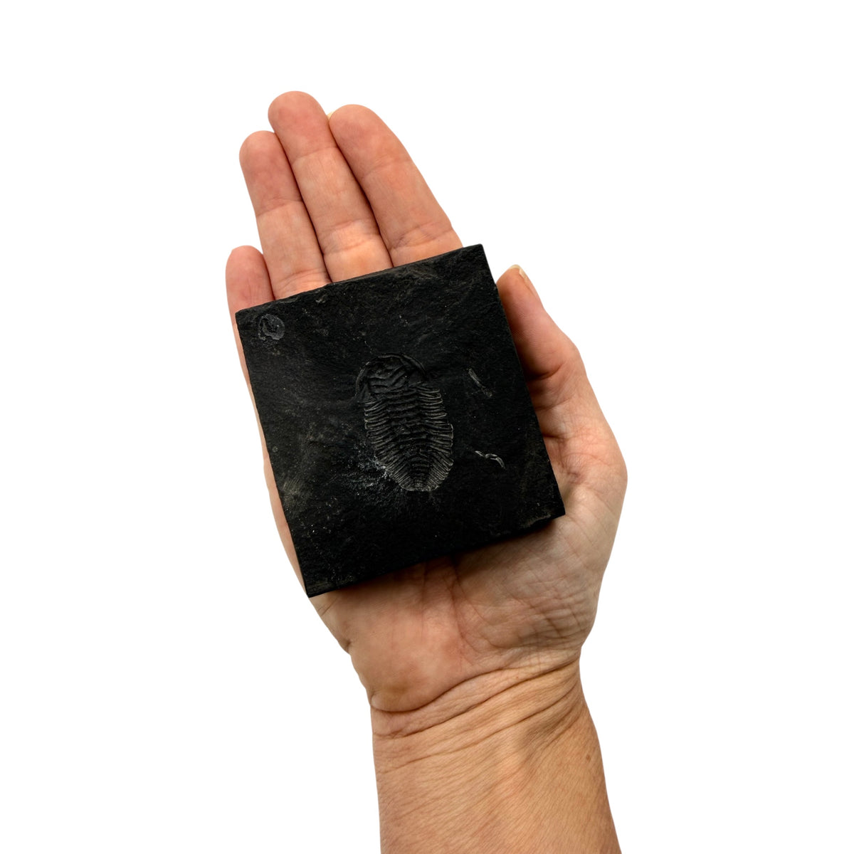 Eldredgeia venusta Trilobite