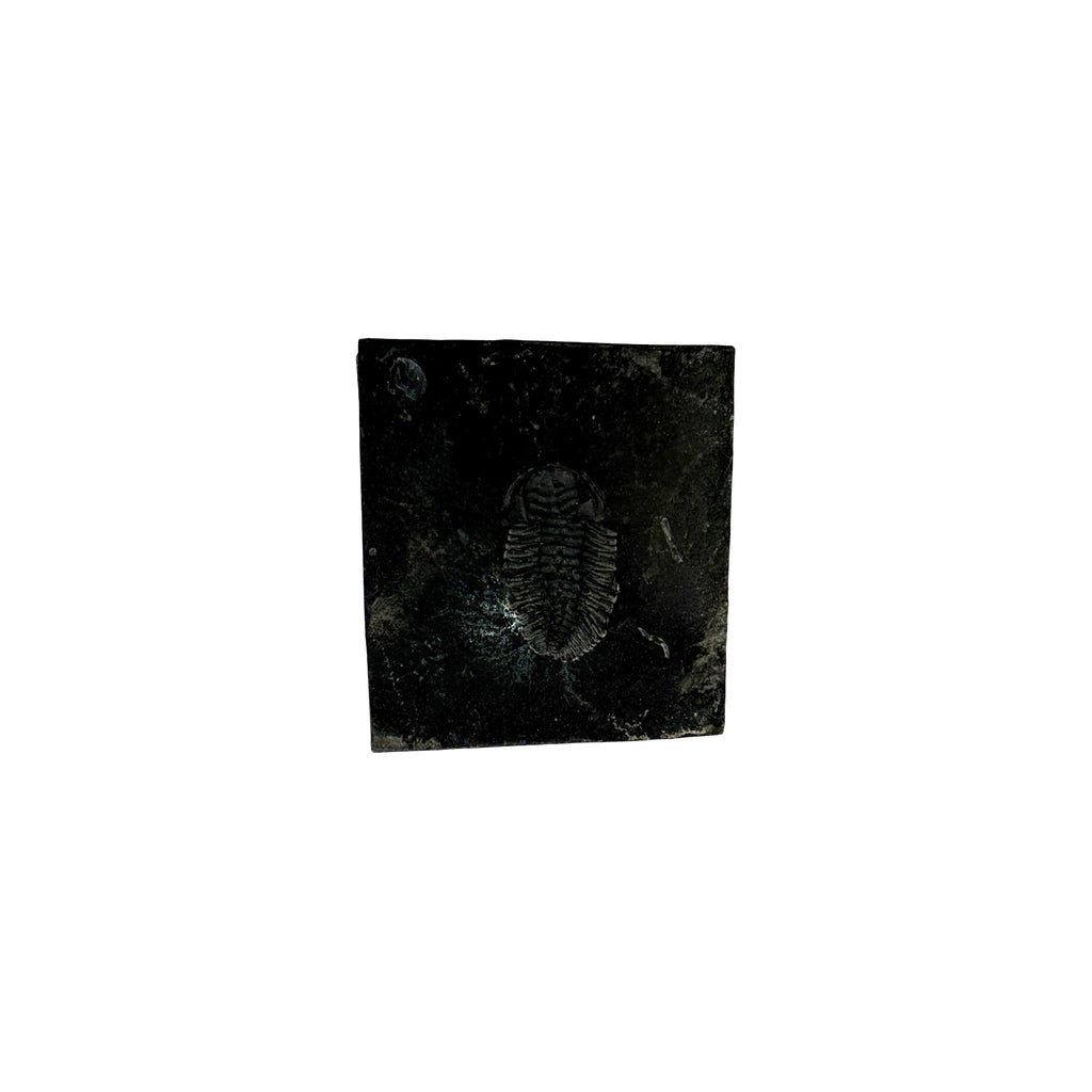 Eldredgeia venusta Trilobite