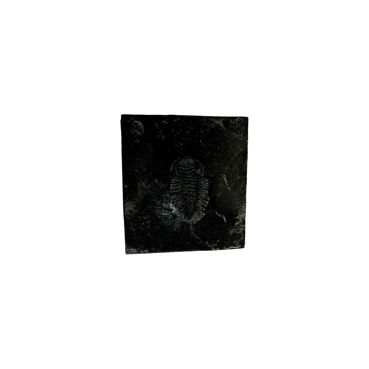 Eldredgeia venusta Trilobite