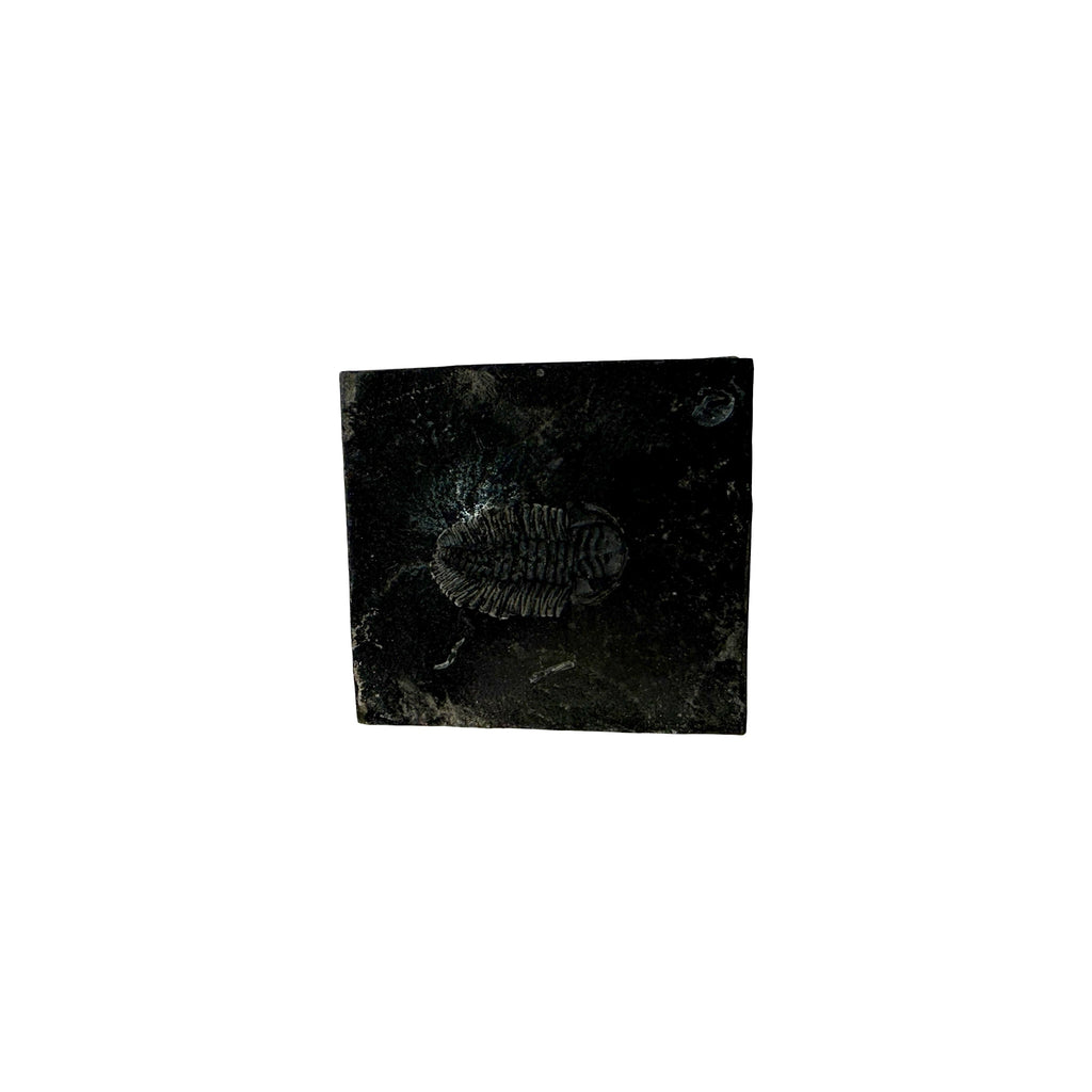 Eldredgeia venusta Trilobite
