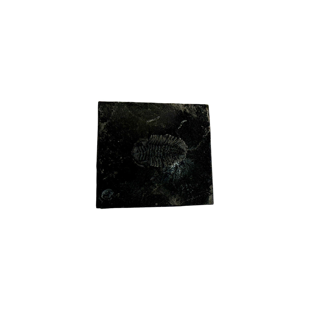 Eldredgeia venusta Trilobite