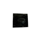 Eldredgeia venusta Trilobite