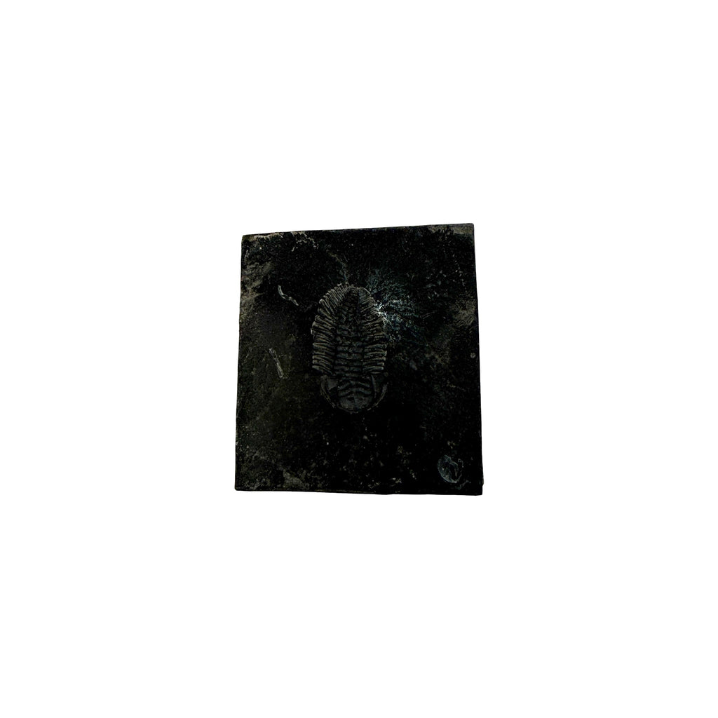 Eldredgeia venusta Trilobite