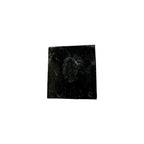 Eldredgeia venusta Trilobite