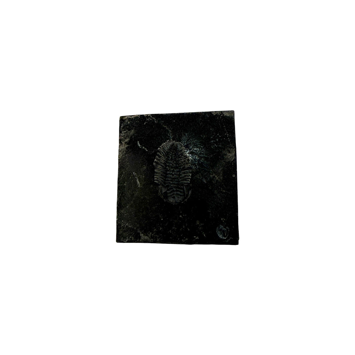 Eldredgeia venusta Trilobite