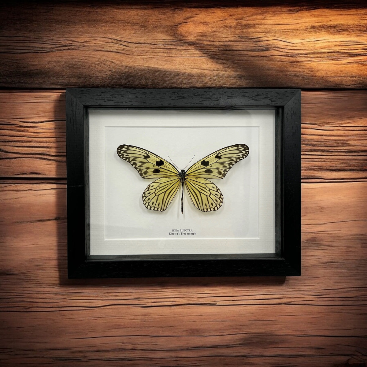 Electra's Tree Nymph Butterfly