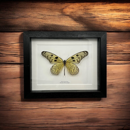 Electra's Tree Nymph Butterfly