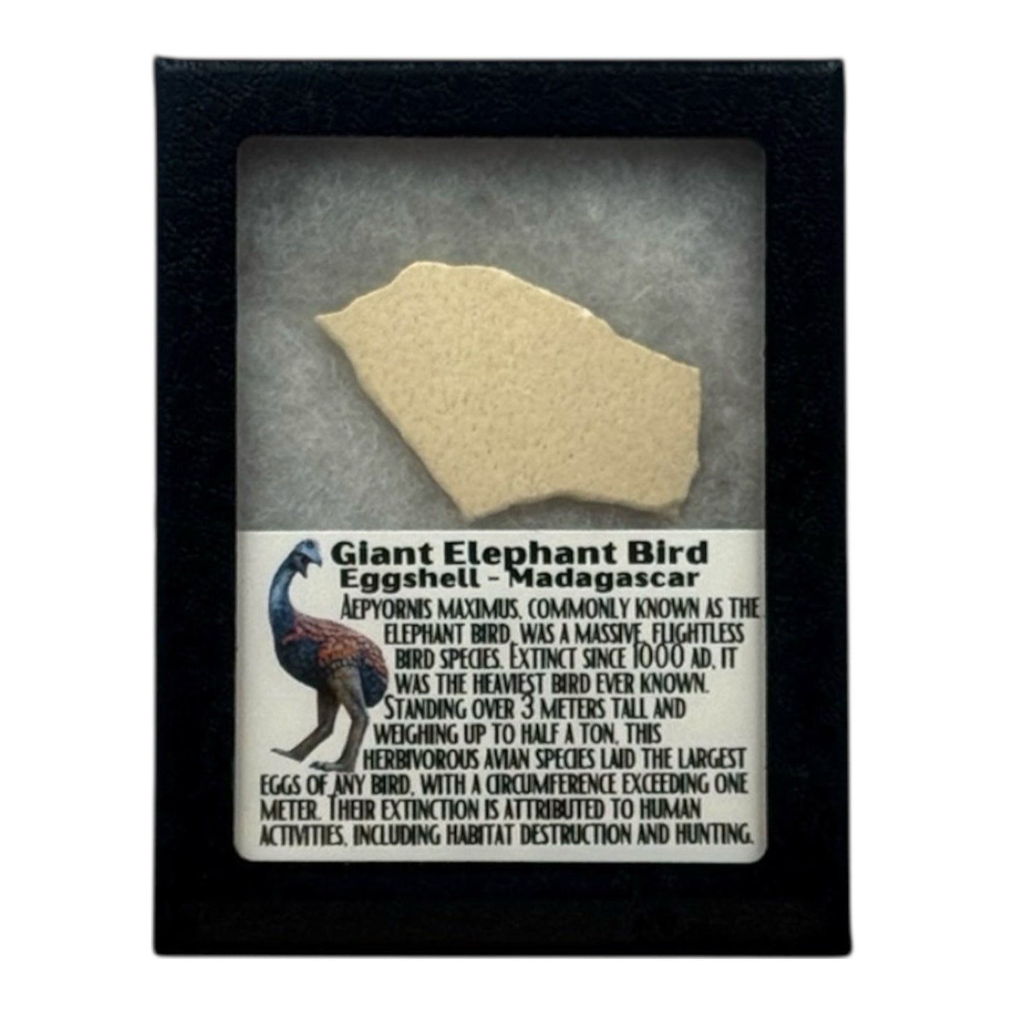 Elephant Bird Eggshell Display