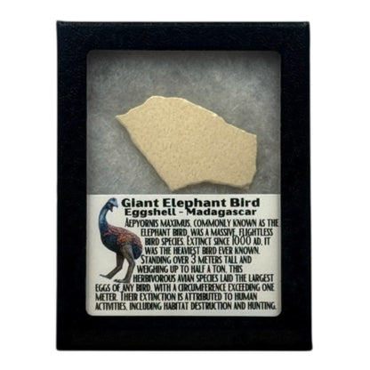 Elephant Bird Eggshell Display