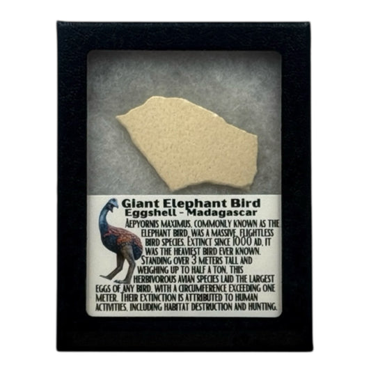 Elephant Bird Eggshell Display