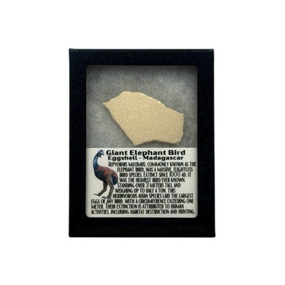 Elephant Bird Eggshell Display