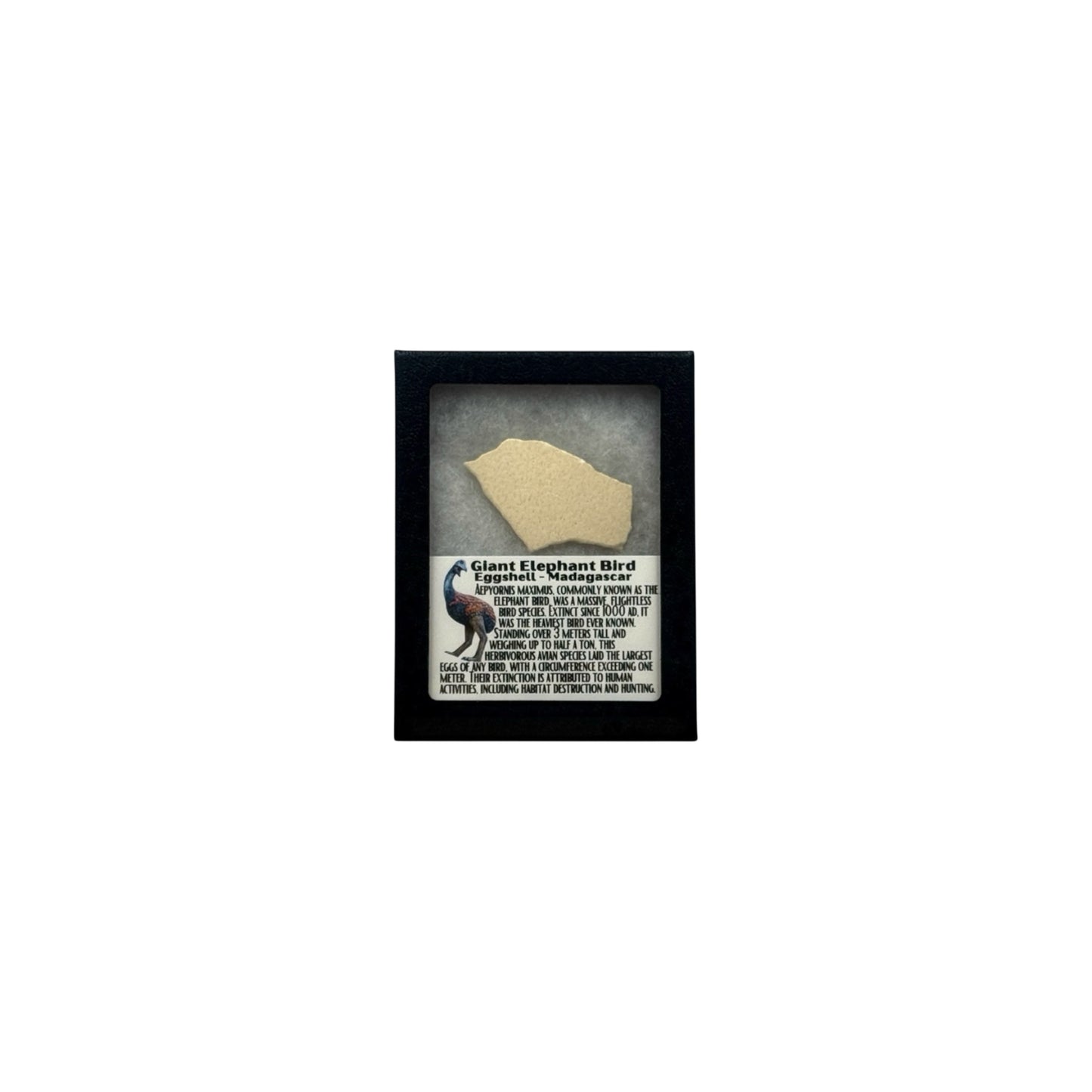 Elephant Bird Eggshell Display