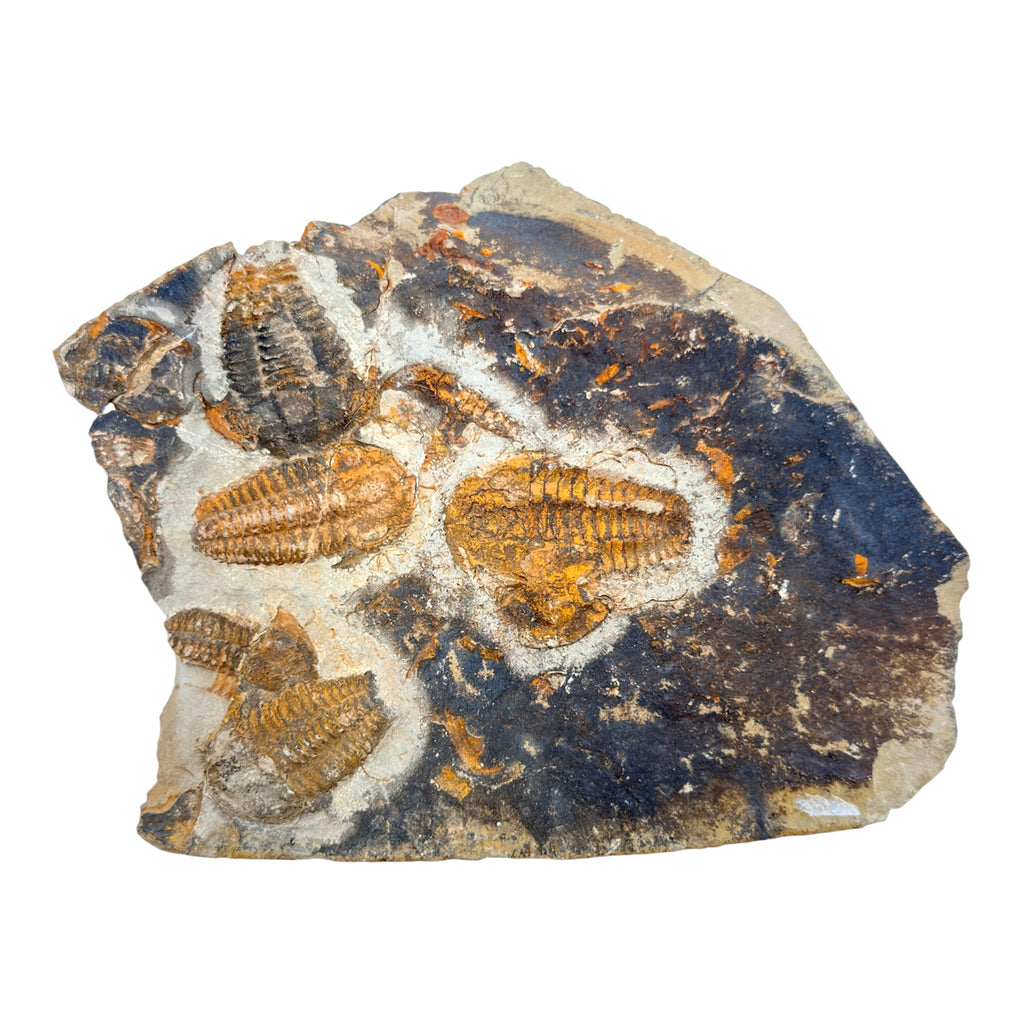 Ellipsocephalus Trilobite Plate