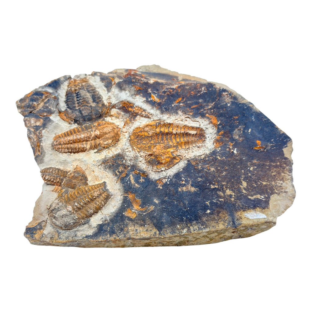 Ellipsocephalus Trilobite Plate
