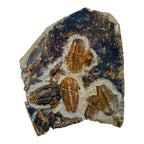Ellipsocephalus Trilobite Plate