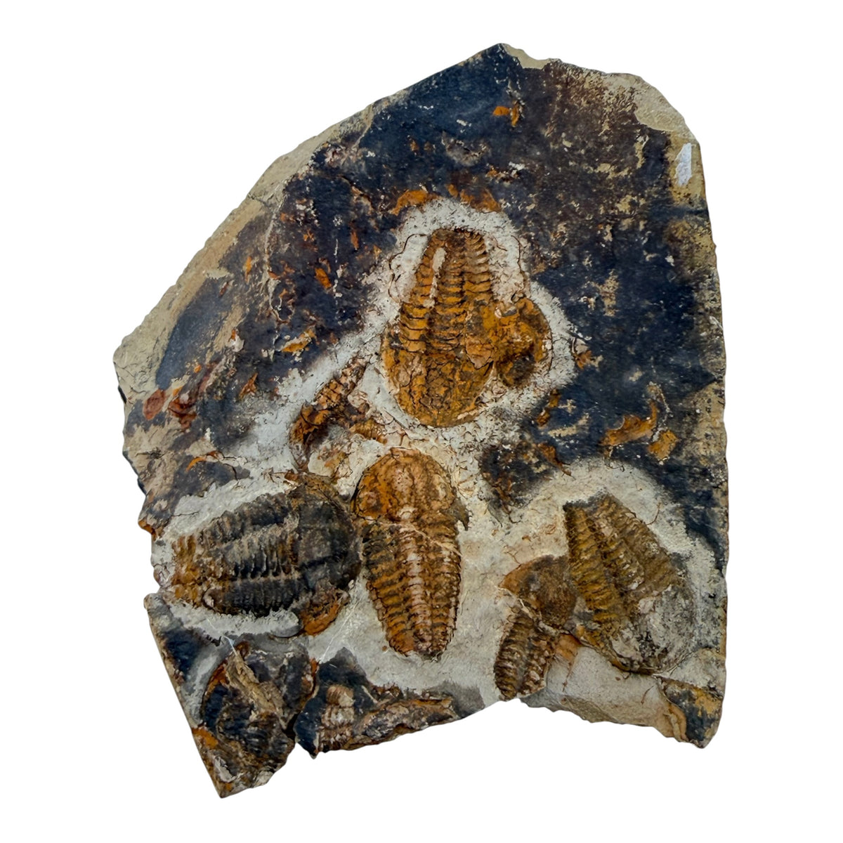 Ellipsocephalus Trilobite Plate
