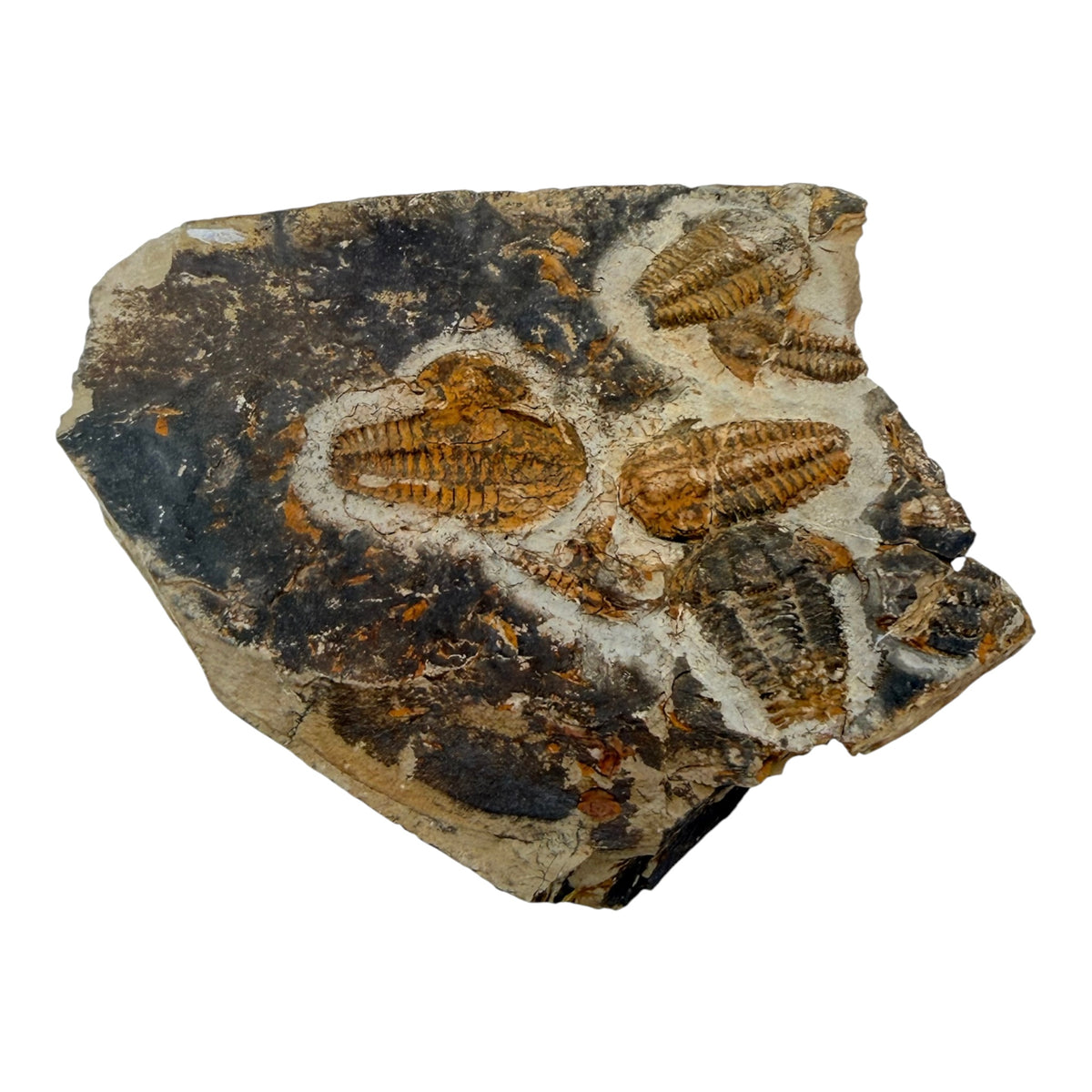 Ellipsocephalus Trilobite Plate
