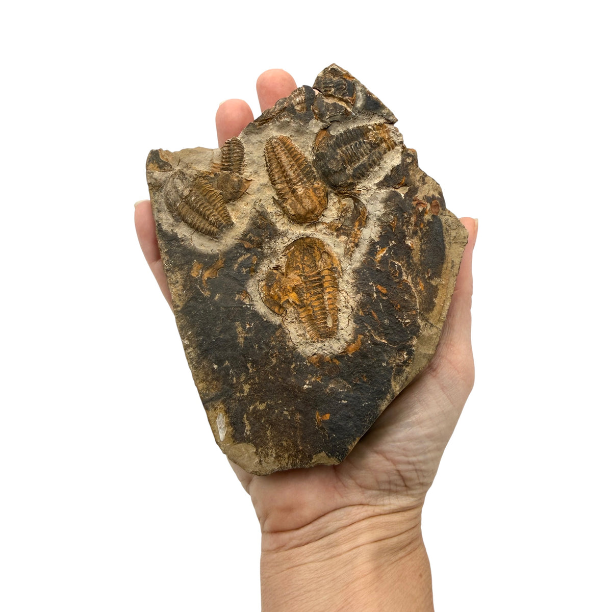 Ellipsocephalus Trilobite Plate