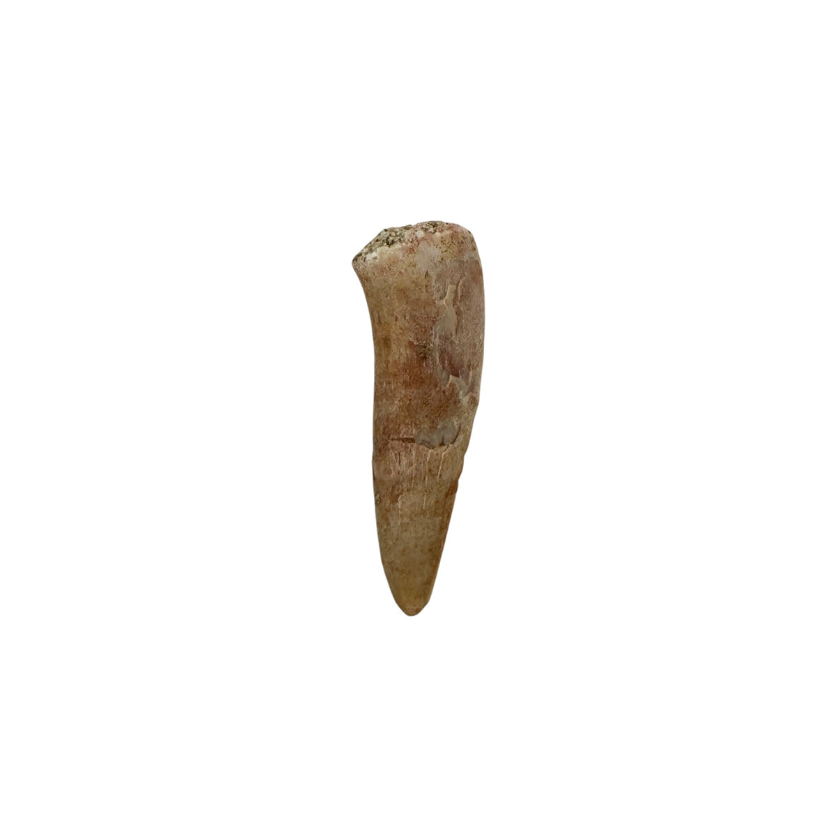 Enchodus Tooth Fossil