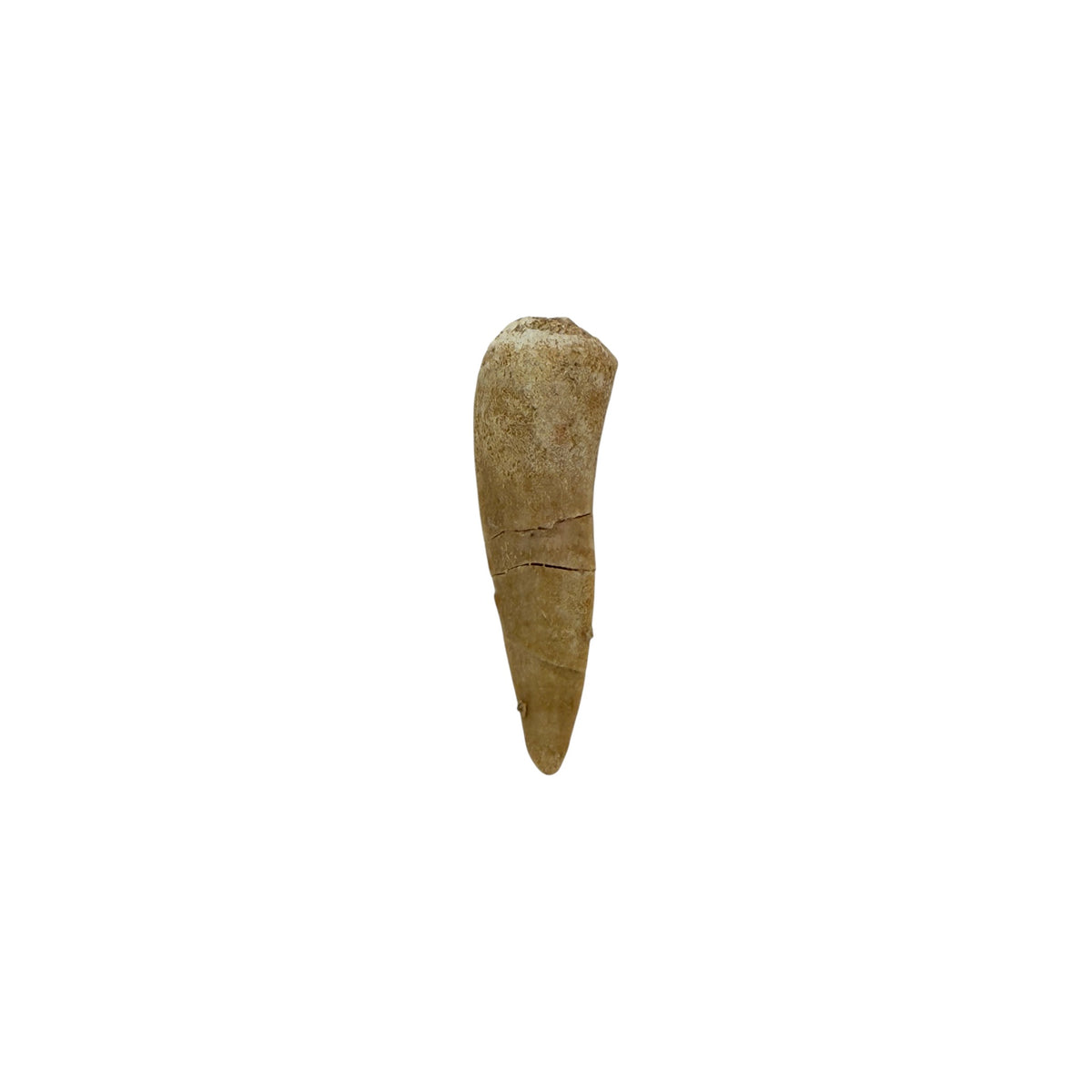 Enchodus Tooth Fossil