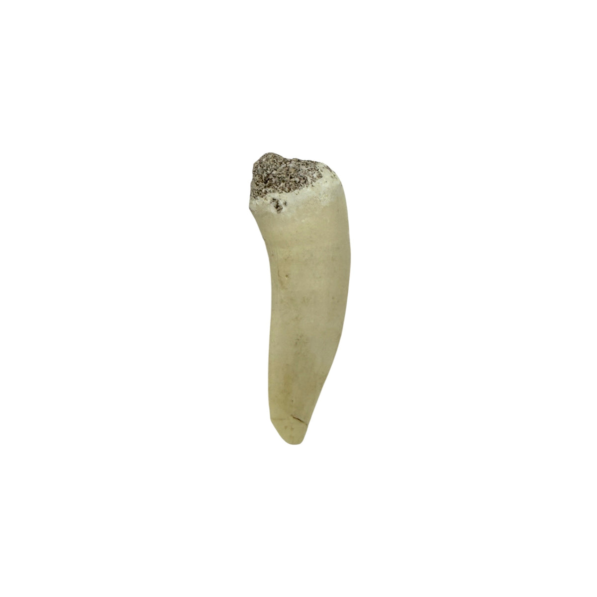 Enchodus Tooth Fossil