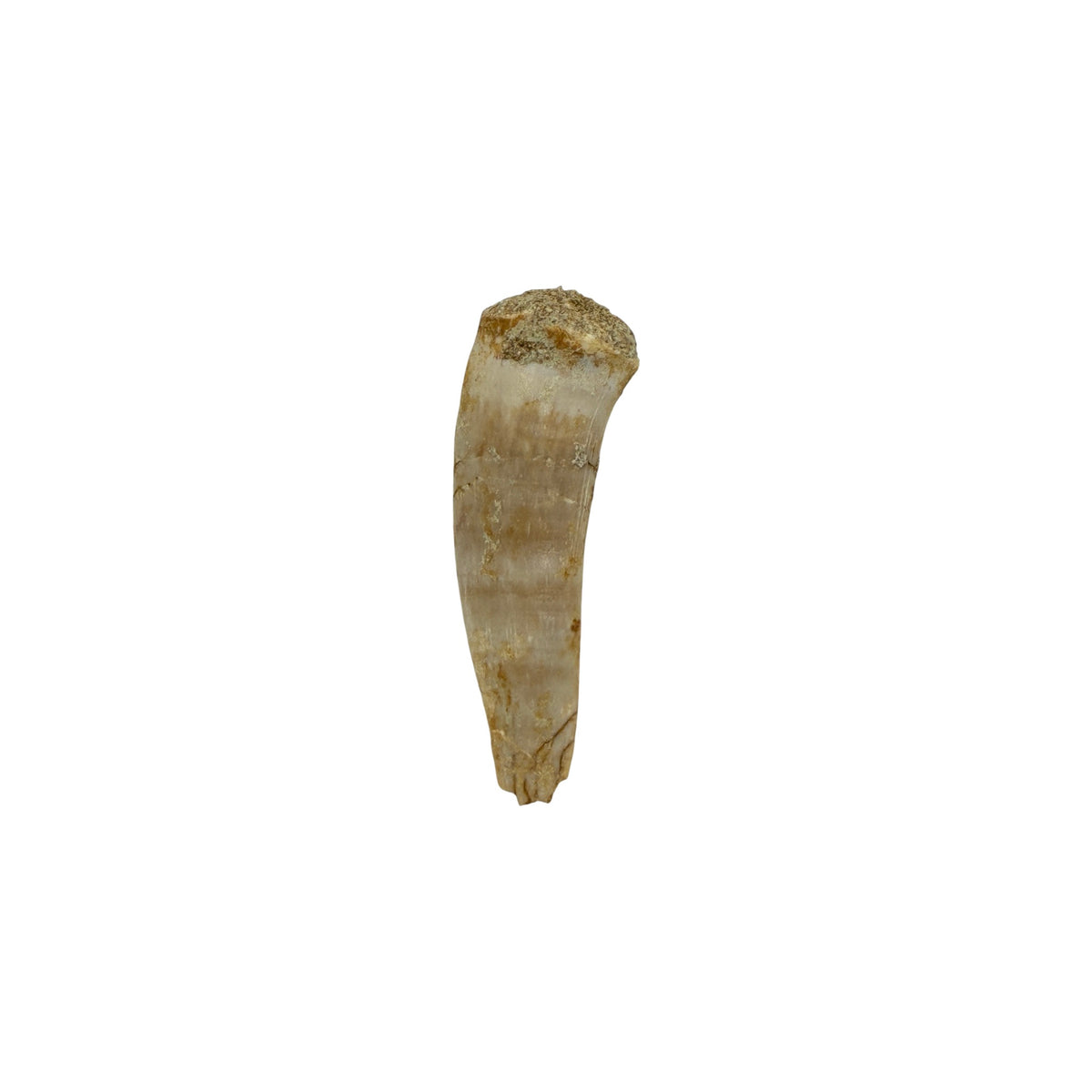 Enchodus Tooth Fossil