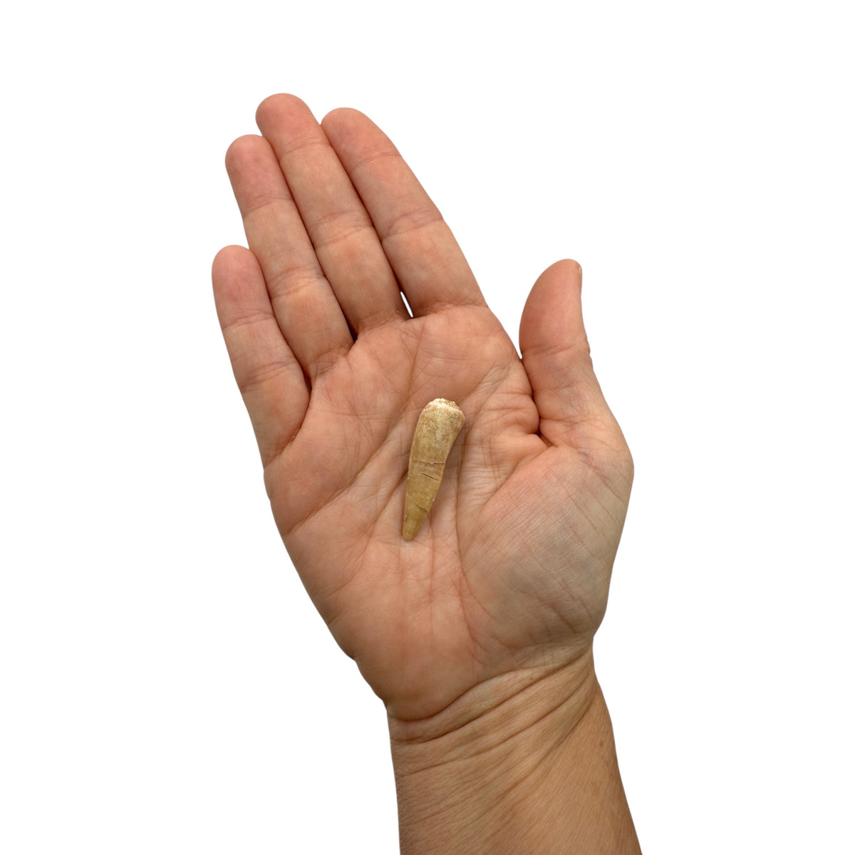 Enchodus Tooth Fossil