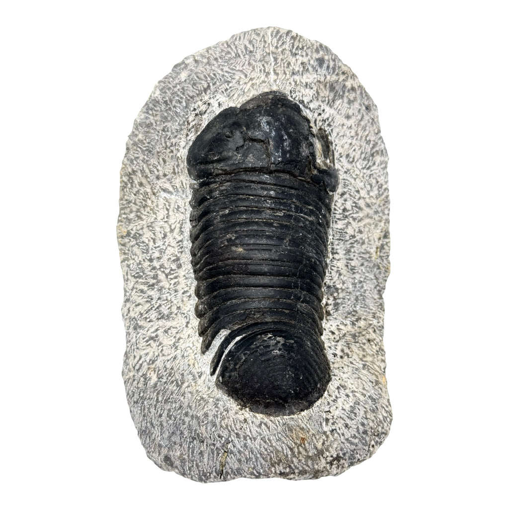 Eohomalonotus Trilobite Fossil