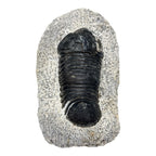 Eohomalonotus Trilobite Fossil