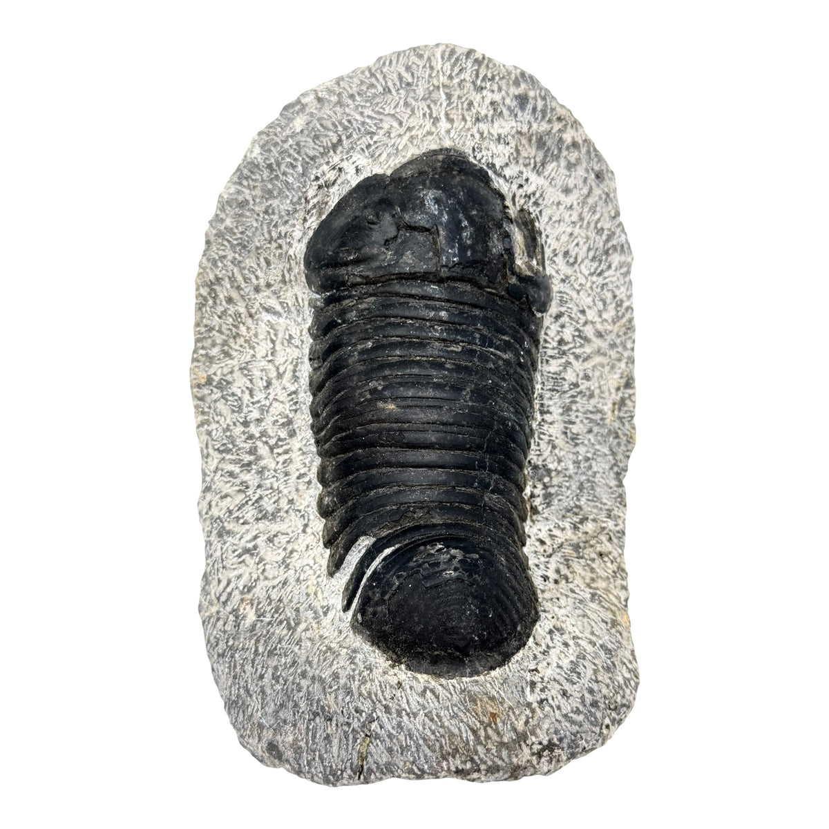 Eohomalonotus Trilobite Fossil