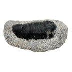 Eohomalonotus Trilobite Fossil