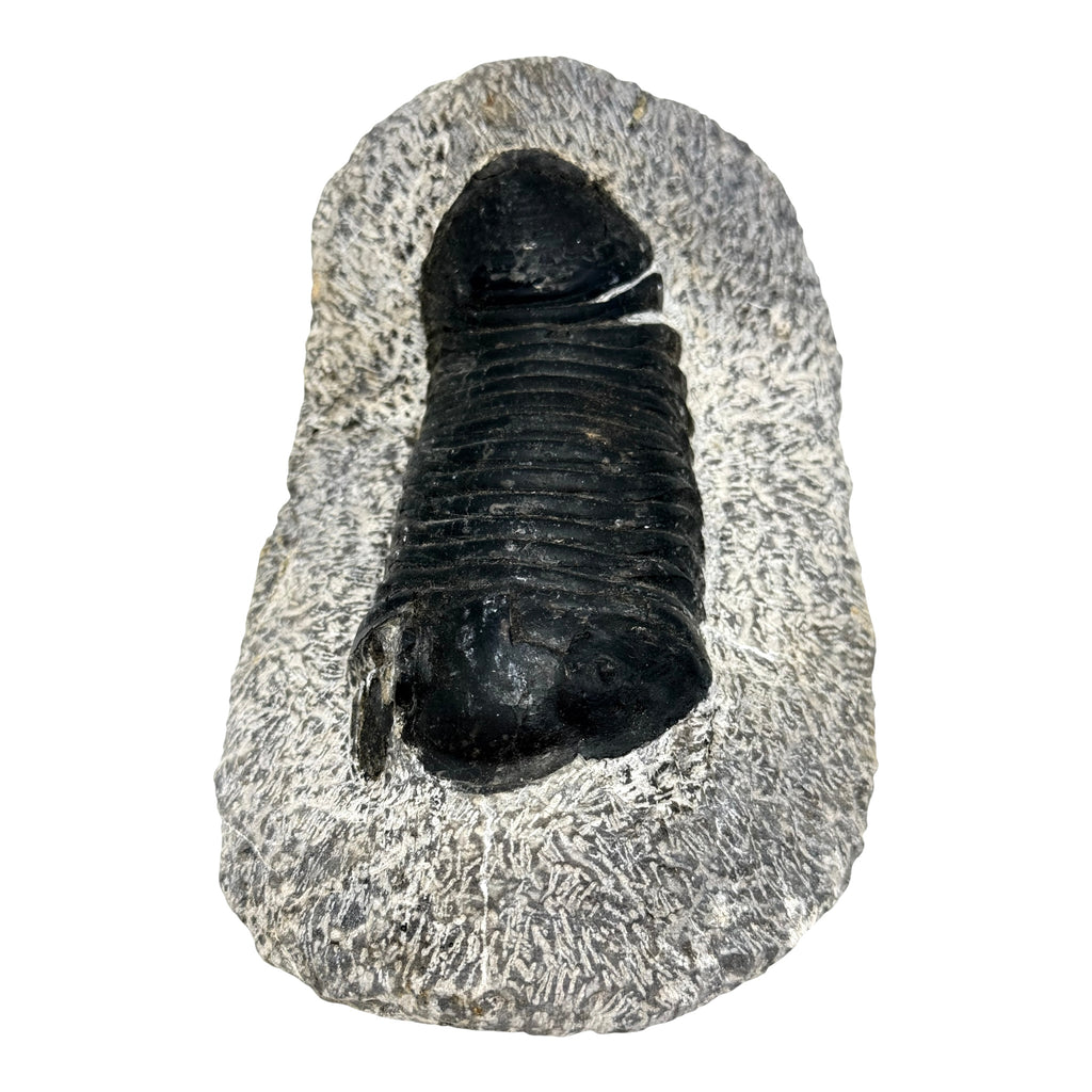 Eohomalonotus Trilobite Fossil