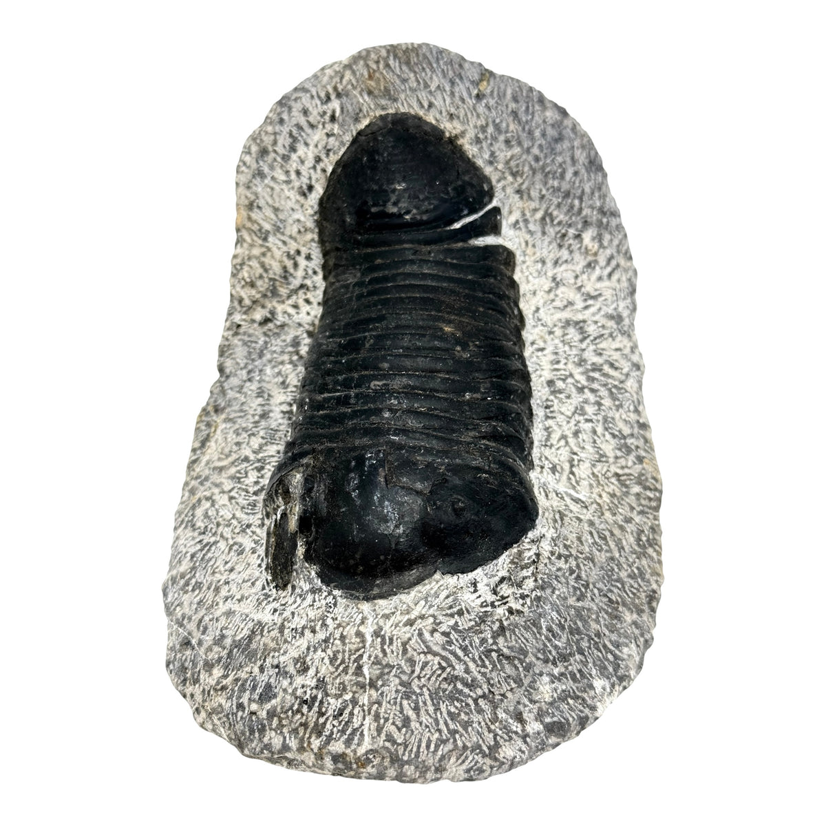 Eohomalonotus Trilobite Fossil