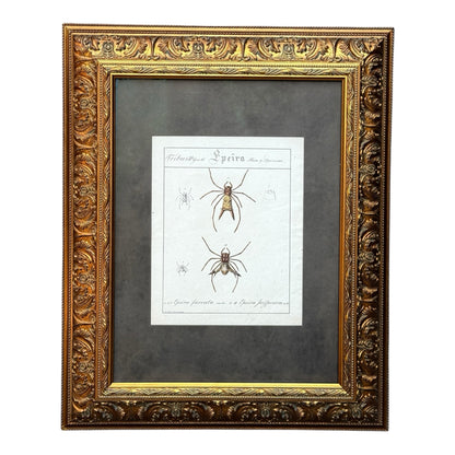 Epeira Furcata and Epeira Sexspinosa - Framed Art by Carl Wilhelm Hahn