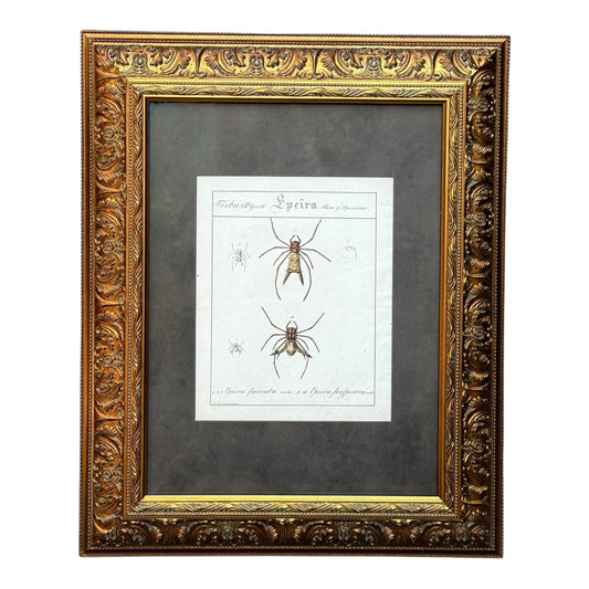 Epeira Furcata and Epeira Sexspinosa - Framed Art by Carl Wilhelm Hahn