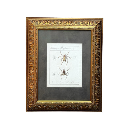 Epeira Furcata and Epeira Sexspinosa - Framed Art by Carl Wilhelm Hahn