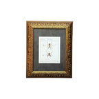 Epeira Furcata and Epeira Sexspinosa - Framed Art by Carl Wilhelm Hahn