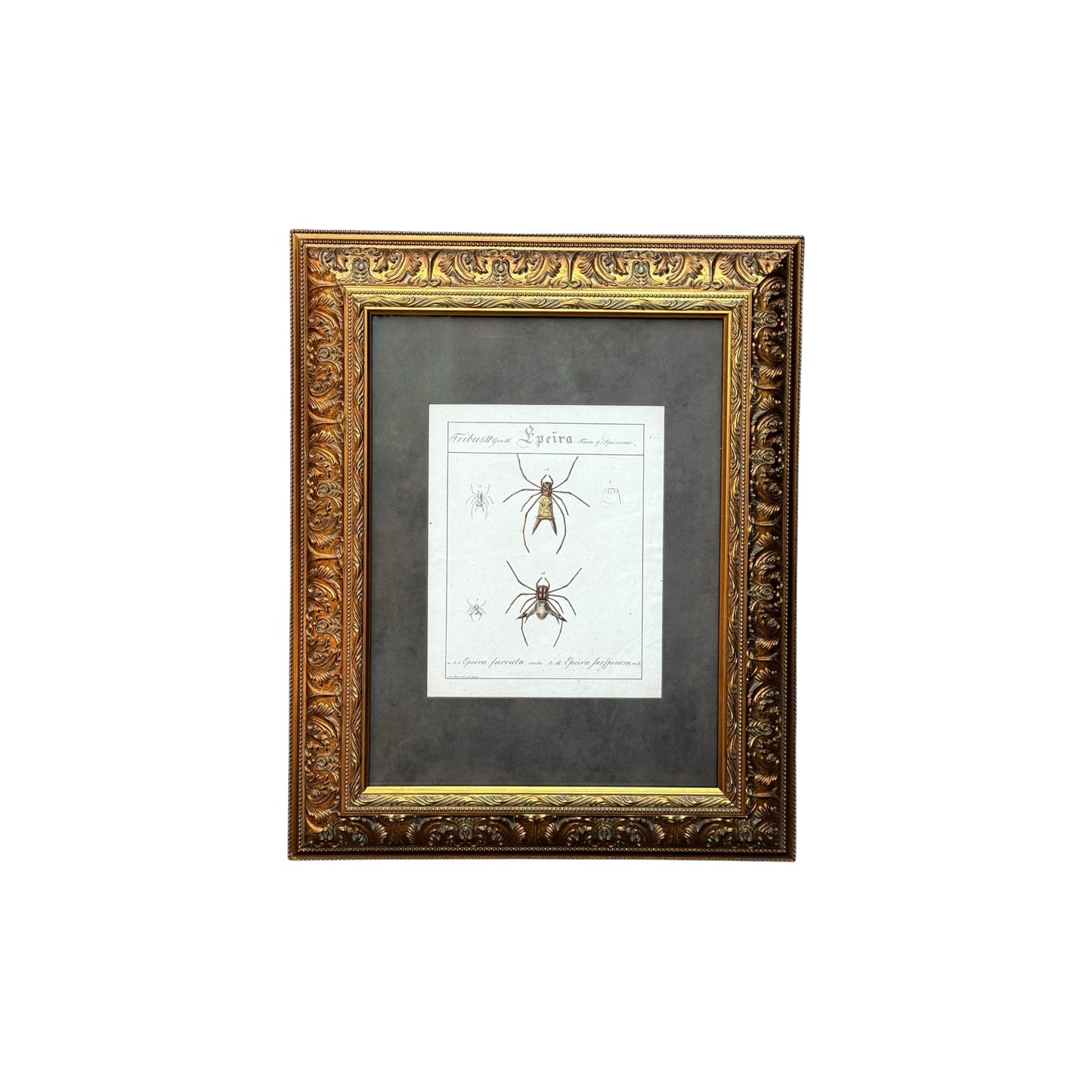 Epeira Furcata and Epeira Sexspinosa - Framed Art by Carl Wilhelm Hahn