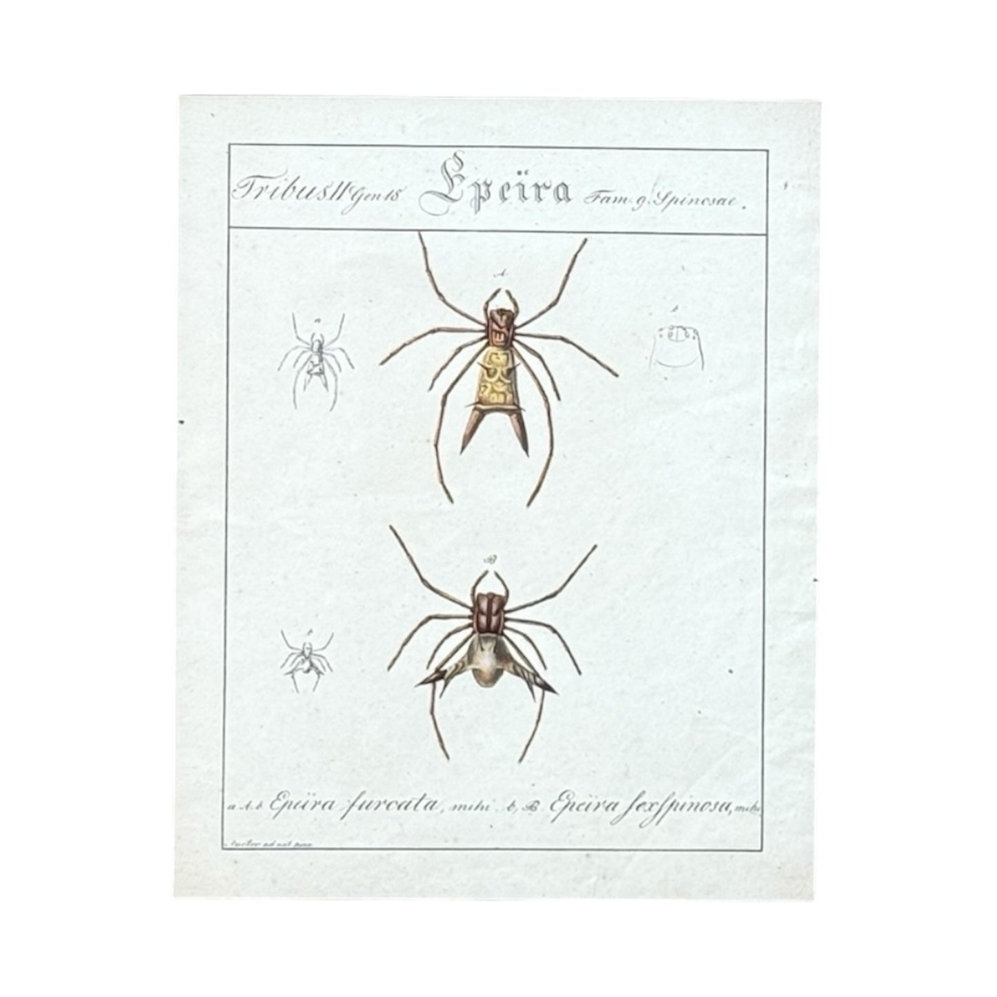 Epeira Furcata and Epeira Sexspinosa - Framed Art by Carl Wilhelm Hahn