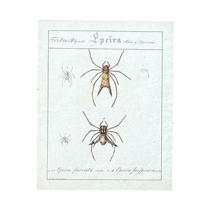 Epeira Furcata and Epeira Sexspinosa - Framed Art by Carl Wilhelm Hahn