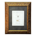 Epeira Clavipes - Framed Art by Carl Wilhelm Hahn