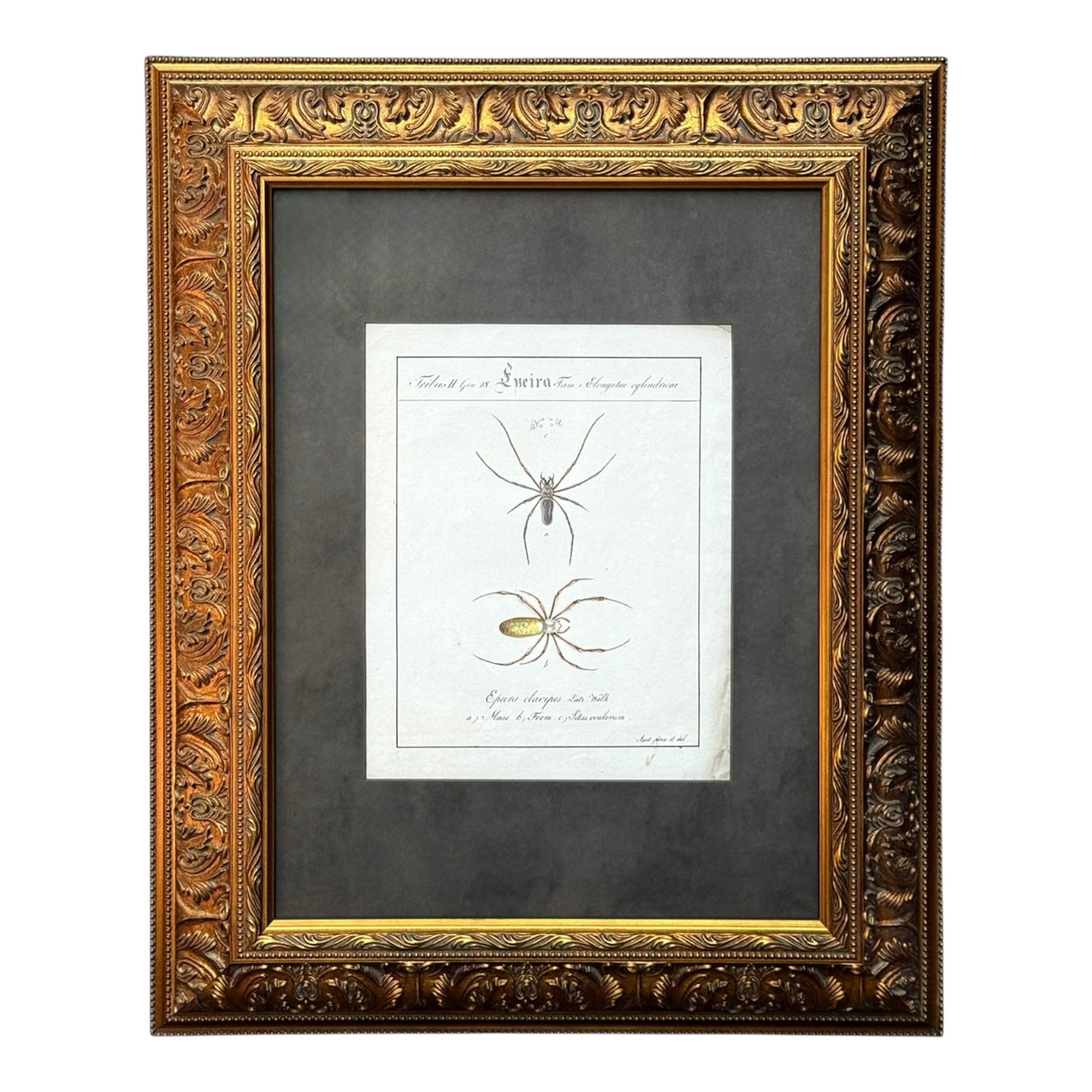 Epeira Clavipes - Framed Art by Carl Wilhelm Hahn