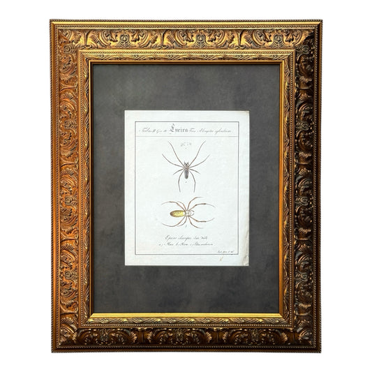 Epeira Clavipes - Framed Art by Carl Wilhelm Hahn