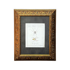 Epeira Clavipes - Framed Art by Carl Wilhelm Hahn