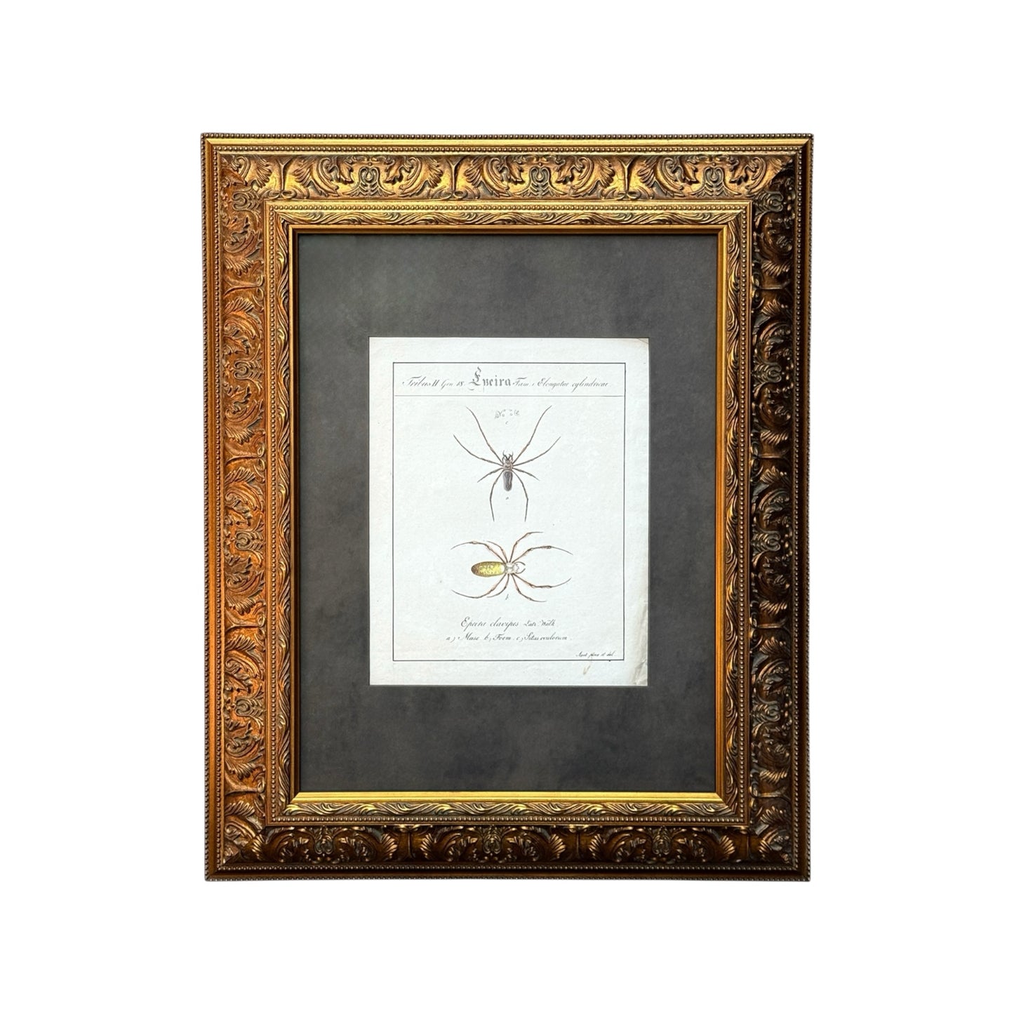 Epeira Clavipes - Framed Art by Carl Wilhelm Hahn