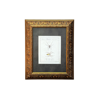 Epeira Clavipes - Framed Art by Carl Wilhelm Hahn