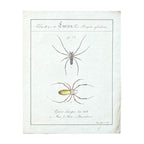 Epeira Clavipes - Framed Art by Carl Wilhelm Hahn