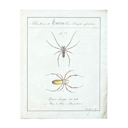 Epeira Clavipes - Framed Art by Carl Wilhelm Hahn