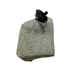 Tower-Eyed Erbenochile Trilobite